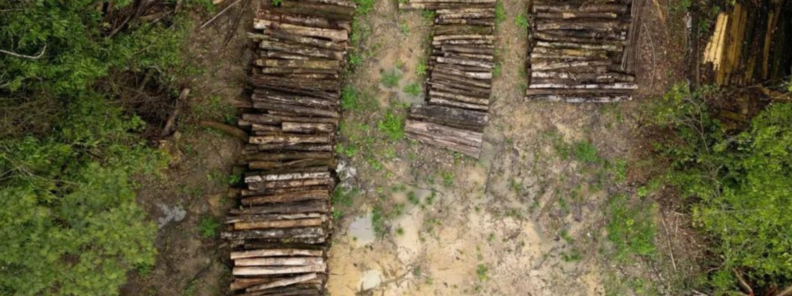 COP30&#x20;Deforestation