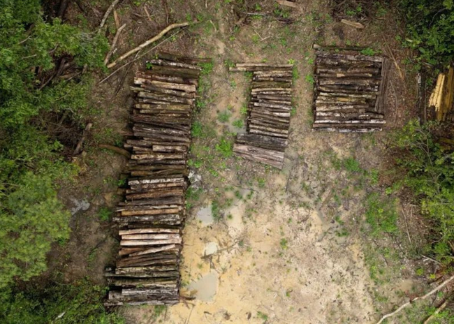 COP30&#x20;Deforestation